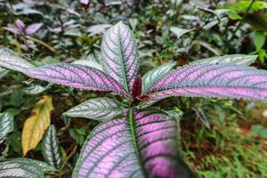 Persian Shield displaying it's vibrant shades of purple and green in Indonesian Forest photo