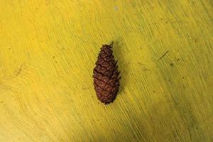 close up view brown pine cone on yellow background photo