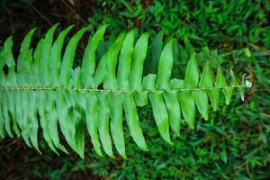 beautiful fern leaf texture nature natural in indonesian forest photo