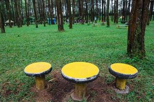 tres sillas únicas sobre un fondo de bosque de pinos. conceptual. símbolo de único. naturaleza. foto