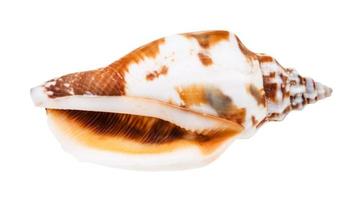 empty shell of whelk mollusc isolated on white photo