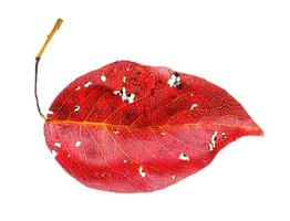 red fallen leaf of pear tree isolated on white photo