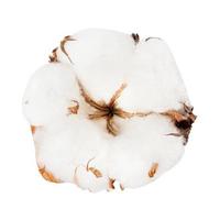dried ripe boll of cotton plant isolated photo