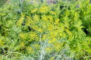 flowering dill plant and green foliage of carrots photo