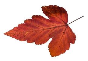 hoja de otoño del árbol viburnum aislado en blanco foto