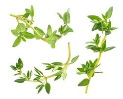 Thyme fresh herb isolated on white background with clipping path photo