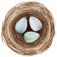 Easter eggs in the nest watercolor png