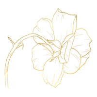 Rosenblüte mit goldener Strichzeichnung png