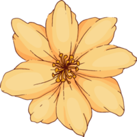 hand draw sketch flower and leaf png