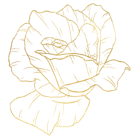 Rosenblüte mit goldener Strichzeichnung png