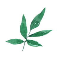 aquarelle feuille verte png