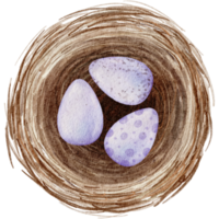 Easter eggs in the nest watercolor png