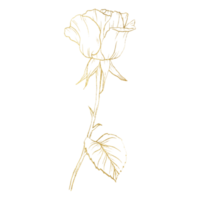 Rosenblüte mit goldener Strichzeichnung png