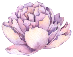 violette pioenbloem, herfstbloem aquarel png