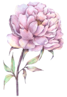 Violet Peony flower, Autumn flower watercolor png