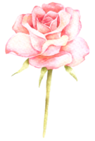 roze bloem aquarel collectie png