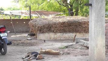 Indisch dorp hond slapen in zomer video