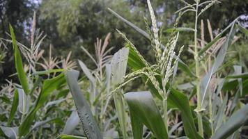 Visualizza di il Mais campo nel il giorno con il vento soffiaggio video