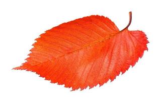 red fallen leaf of elm tree isolated on white photo