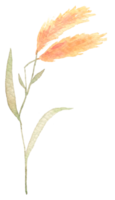 Wildflower aquarel, mooie bloem aquarel element png