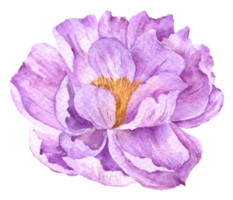 Violet flower watercolor collection png