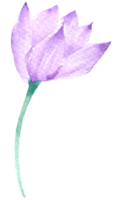 Violet flower watercolor collection png