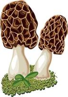 Morel mushroom grows in the forest. vector