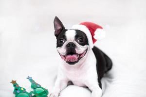 A happy and cheerful Boston Terrier dog in a Santa Claus hat smiles and sticks out his tongue on the white bed at home. The concept of New Year and Christmas. photo