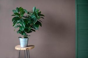 A single houseplant in a pot on the background of a brown wall in an apartment in a home interior. photo