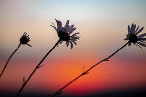 A beautiful meadow with wildflowers and plants on the background of a bright sunset sky. Bokeh. Silhouettes of wild grass and flowers. Nature background in summer. photo