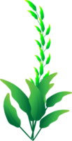 natur grön blad blomma växt dekoration inomhus- illustration png