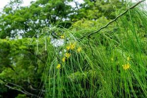 Caesalpinia pulcherrima on tree blooming in the garden photo