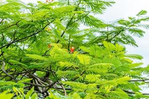 caesalpinia pulcherrima en un árbol que florece en el jardín foto