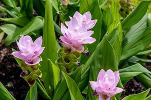 curcuma alismatifolia blooming in the garden photo