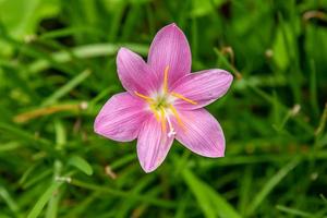 rain lily flower blooming in the garden photo