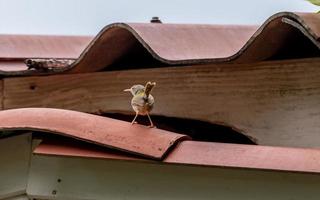 Tailorbird stand on the roof photo