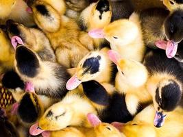 Top view cute yellow black dotted baby ducks in box close up for sale in Iranian street market photo