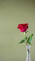 fresh red rose on olive panoramic background photo