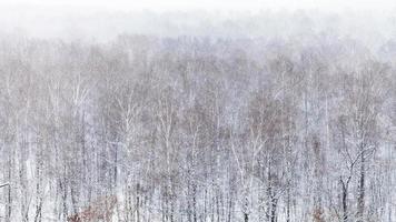 panoramic view of forest in snowfall in winter day photo