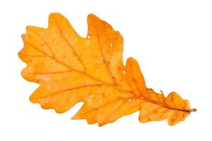 fallen brown oak leaf isolated on white photo