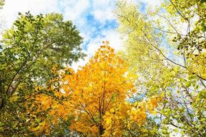 tops of aspen, birch, maple, hazel trees in forest photo