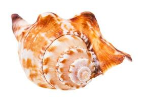 helix shell of sea mollusc isolated on white photo