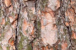 uneven bark on old trunk of pine tree close up photo