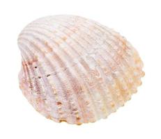 pink shell of cockle isolated on white photo