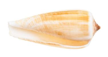 empty shell of conus snail isolated on white photo