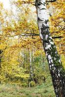 white trunk of old birch tree and colorful forest photo