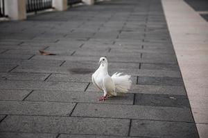 Symbol of hope and peace. White dove on a paved path, selective focus.