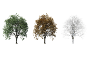 3 season set of Oak tree transparent background png