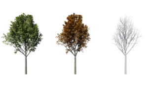 3 season set of Ash tree transparent background png