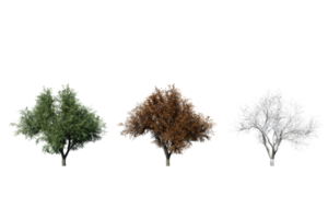 3 season set of Oak tree transparent background png